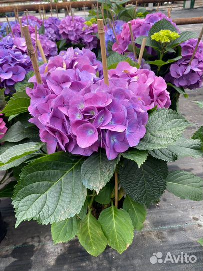 Гортензия саженцы
