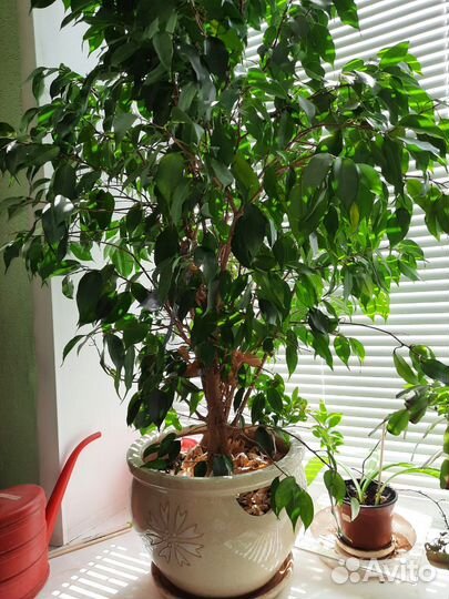 Фикус Бенджамина (Ficus benjamina)