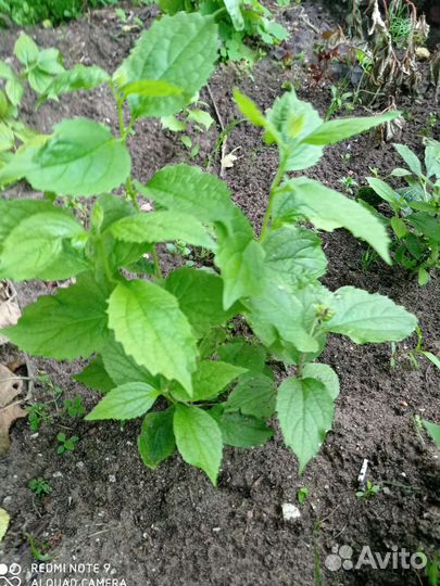 Саженцы жасмина