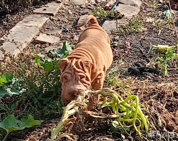 Щенки шарпей