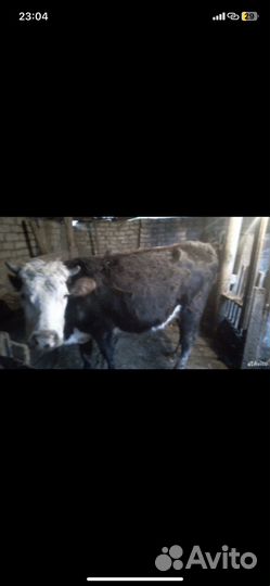 Корова с теленком