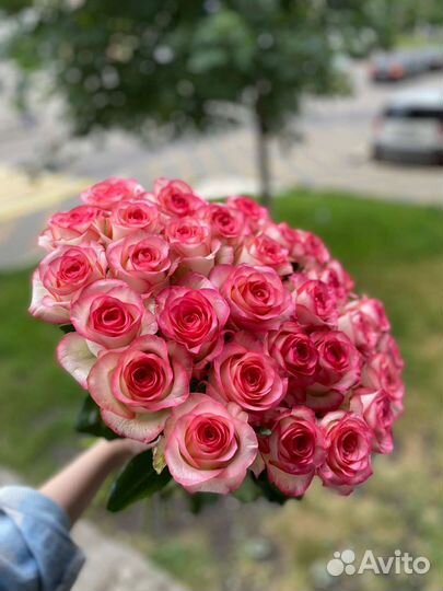 Сорт джумилия в наличии