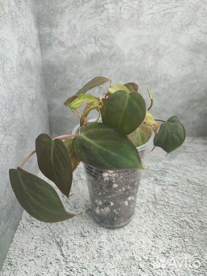 Эпипремнумы