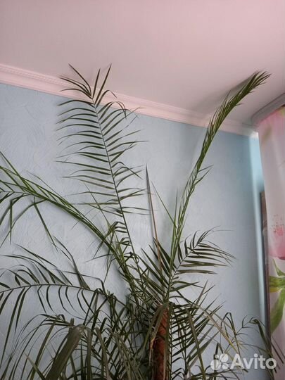 Финиковая пальма