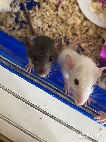 Декоративная крыса