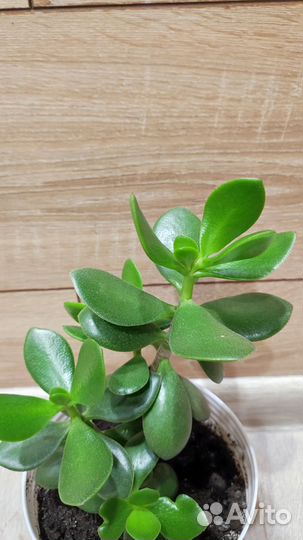 Денежное дерево (толстянка крассула)