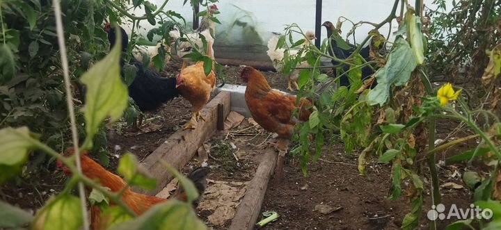 Куры молодки