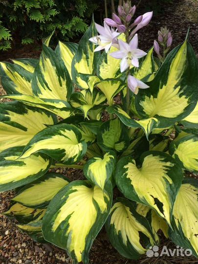 Хосты коллекционные 2