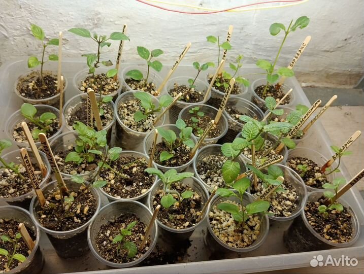 Мята сортовая, более 100 сортов