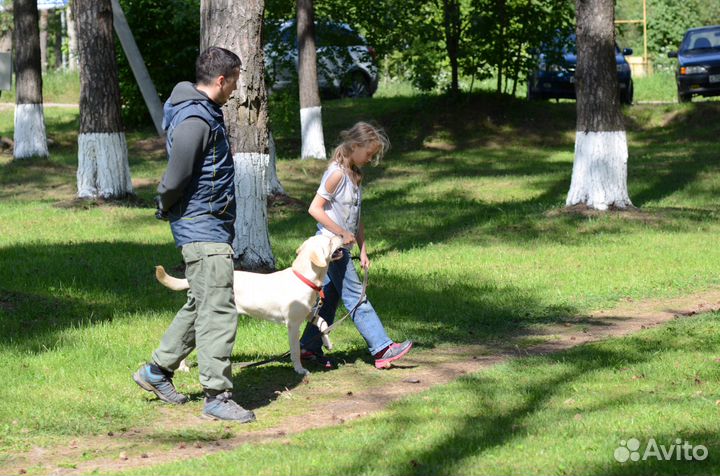 Профессиональная дрессировка собак (+выезд)