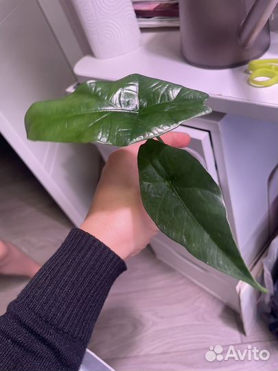 Алоказия скальпрум