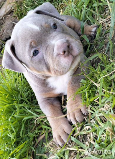 Американский булли