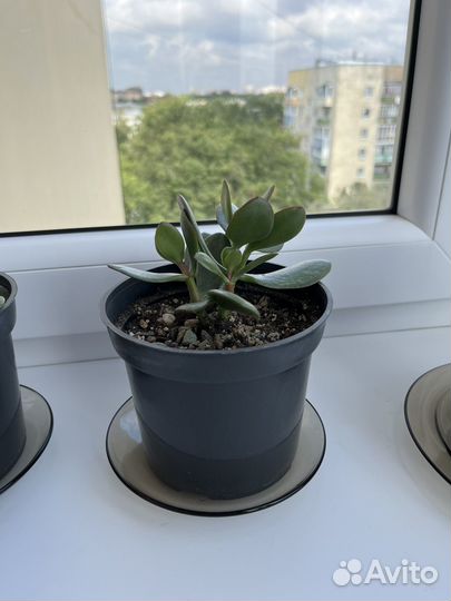 Крассула (денежное дерево)