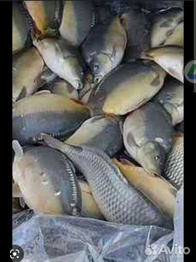 Свежая рыба оптом