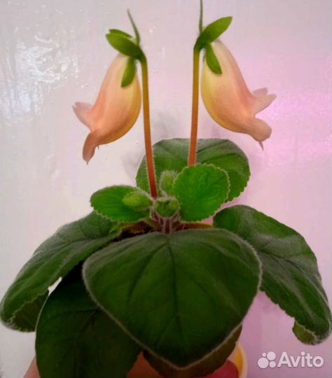 Минисиннингии