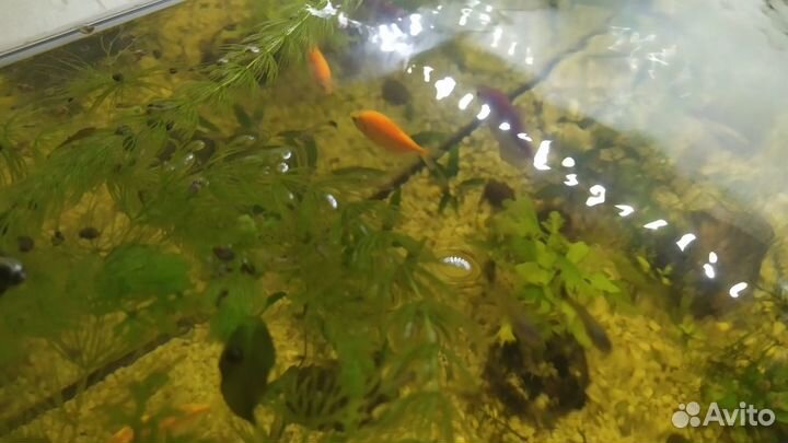 Мальки Гуппи