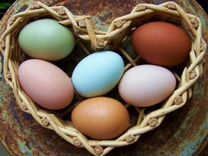 Инкубационное яйцо породных кур