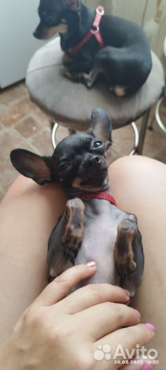 Мини той-терьер вязка