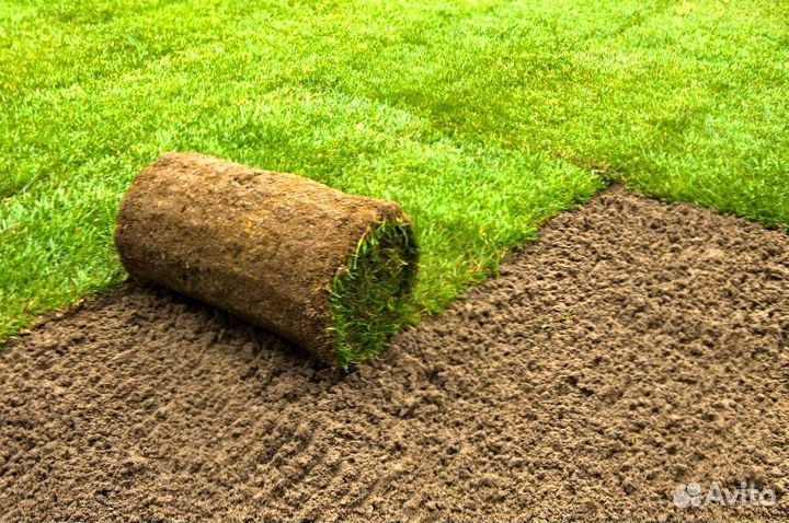 Газон рулонный