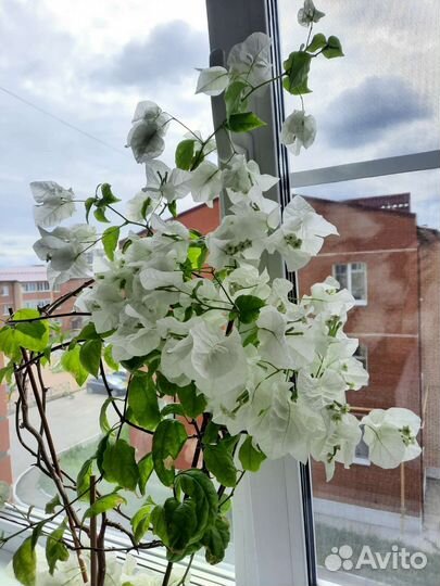 Бугенвиллия