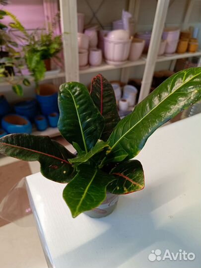 Кодиеум Экселен