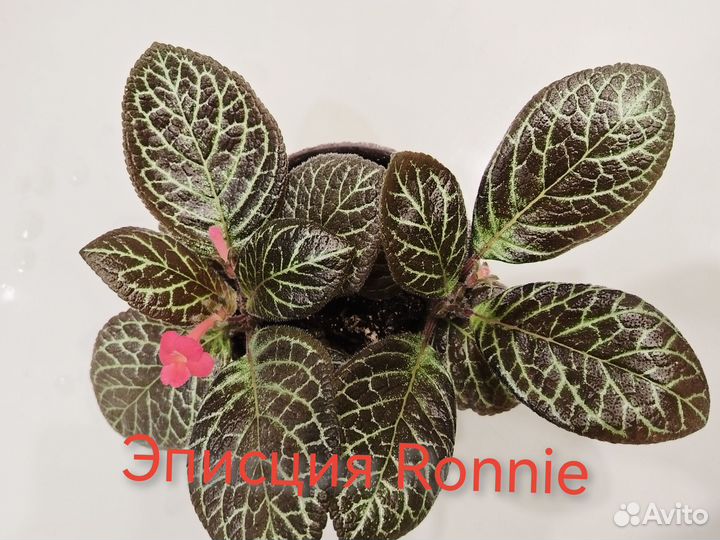 Эписции, коллизии