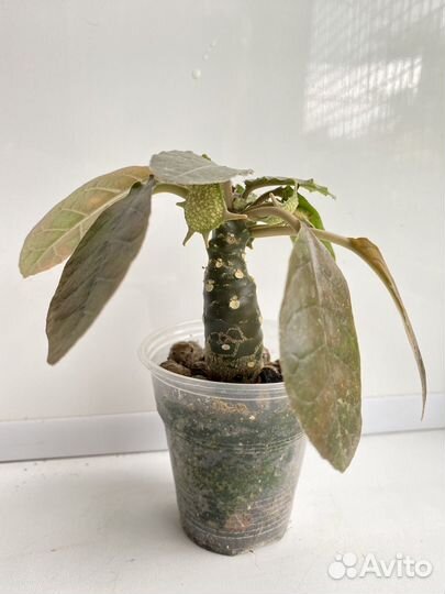 Суккуленты