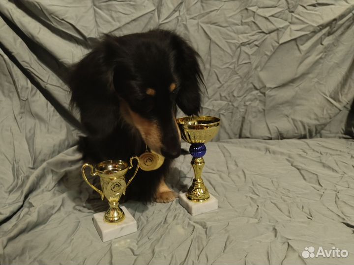 Вязка Такса