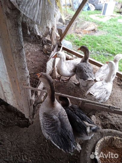 Яйцо на инкубацию или пищевое