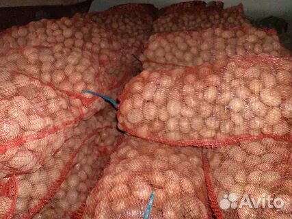 Картофель Гала оптом
