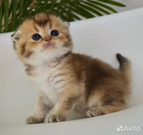 Шотландская