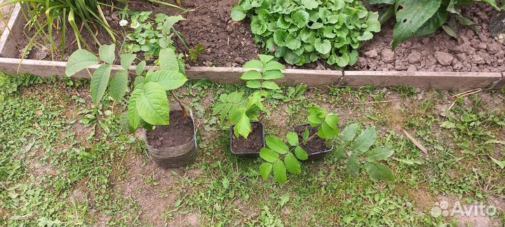 Манчжурский орех