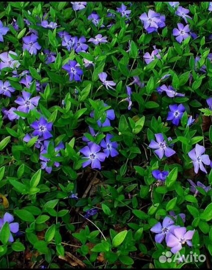 Барвинок малый