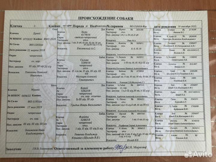 Щенки русской гончей