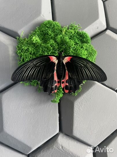 Ферма бабочек и живые бабочки