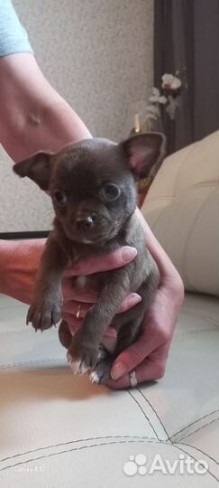 Щенки чихуахуа