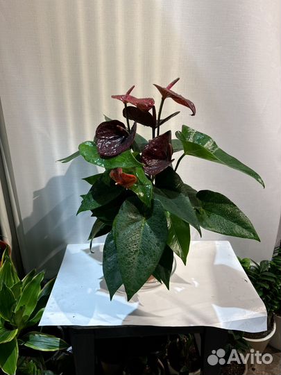 Антуриум Блек Лав/Эссенция Шоколадный/Черный принц