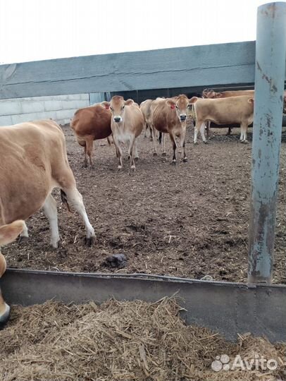 Коровы и телки