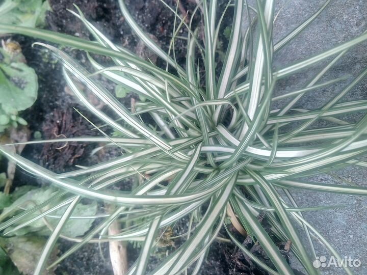 Цветы садовые многолетники