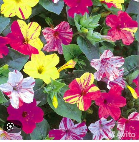 Рассада однолетних цветов