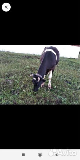 Продам корову