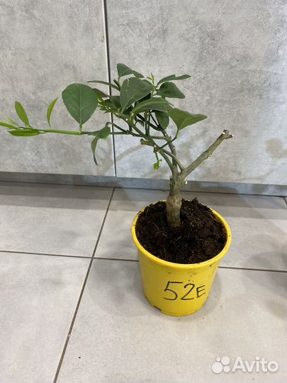 Лимонное дерево без плодов