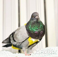 Костюм-памперс для голубя