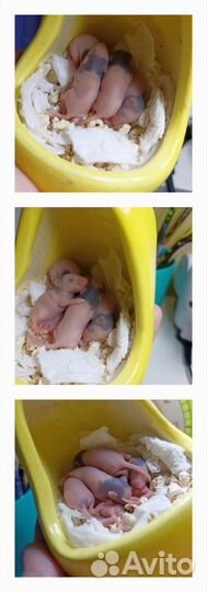 Японская (карликовая танцующая) мышь