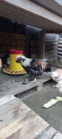 Куры петухи