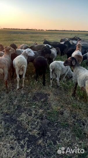 Овцы бараны ягнята