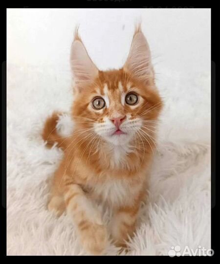 Большой рыжий котенок Мейн кун