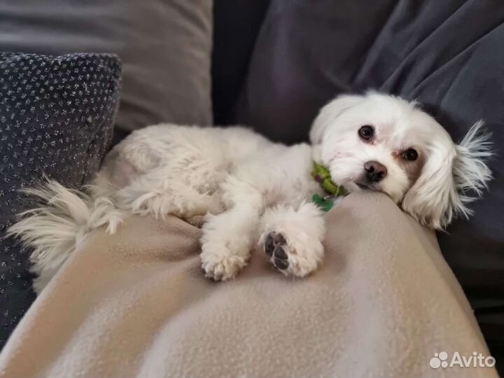 Мальтезе кобель, вязка