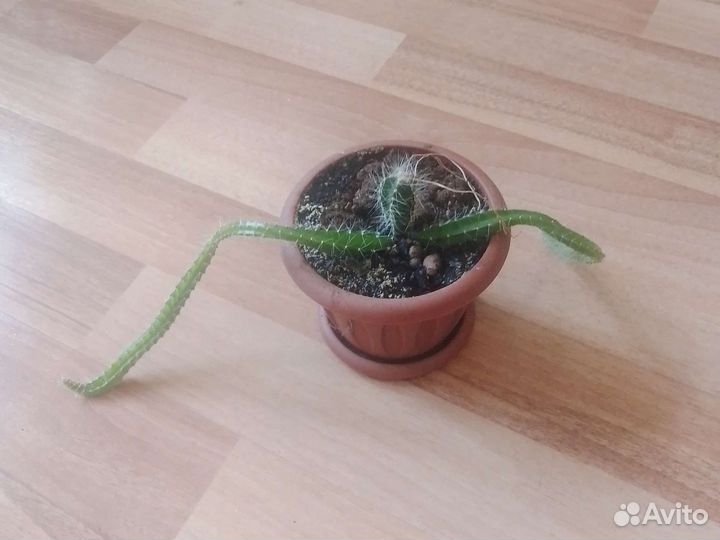 Кактус ампельный Hylocereus
