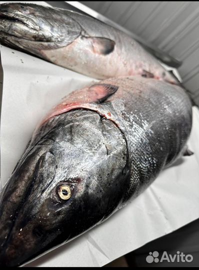 Рыба чавыча, нерка свежая